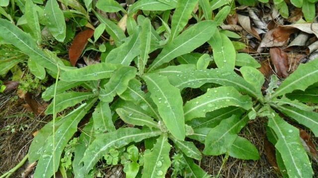 肠炎、肺脓肿,天然“抗生素”煮水喝,清热、解毒,祛瘀、排脓