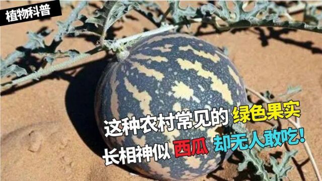 这种农村常见的绿色果实,神似西瓜却无人敢吃,印度竟大量种植!