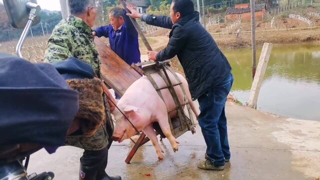 农村杀猪用的夹猪神器,省时省力,几百斤的肥猪轻松搞定.