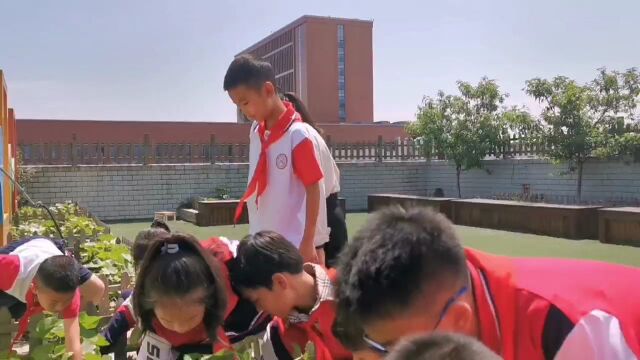 “蜀葵进百校”走进成都市龙泉驿区十陵小学校