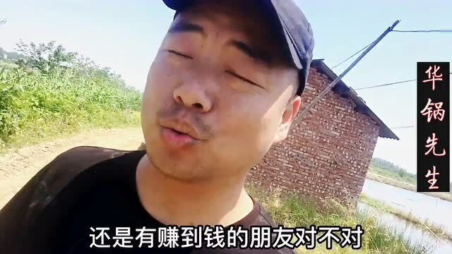 价格高的时候捕不到虾,现在只几块钱一斤塘里的龙虾堆成山!