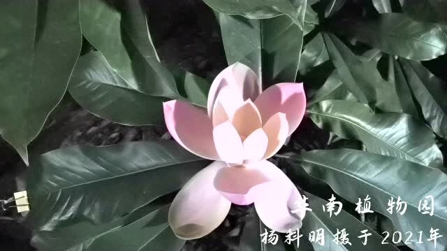 木莲花,含羞追月丨花颜鸟语