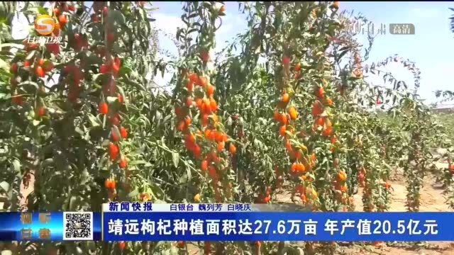 靖远枸杞种植面积达27.6万亩 年产值20.5亿元