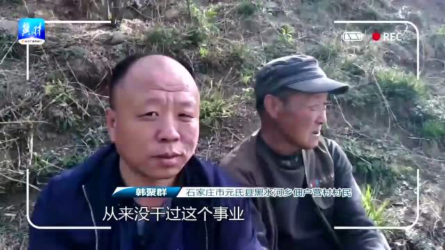 谁不说我家乡好丨石家庄元氏:大山里的连翘树 “翘”动山村致富产业