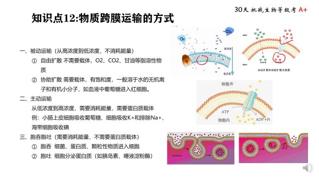 等级考 知识点12 物质跨膜运输方式