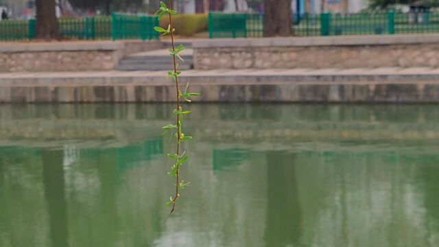 春日美景:不知细叶谁裁出,二月春风似剪刀