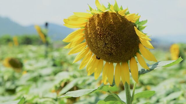 夏天夏季 盛开的向日葵 葵花4K实拍视频 (3)