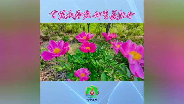 悠悠夏日长 | 嘿!一起去看夏花烂漫