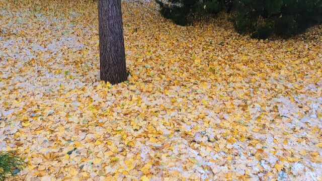 雪中的银杏树,树叶凋零,黄叶满地