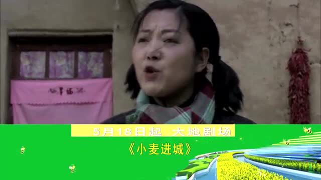 新剧推荐 | 农村亲情伦理大剧《小麦进城》5月18日起播出