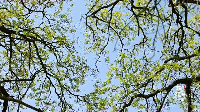 通辽市科左后旗丨五月初夏,枫花盛开