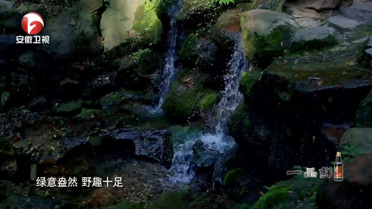 探秘青城山,主持人带你旅游,近距离回归大自然|悦美食