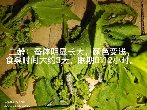 将近两个月的时间,记录蚕的一生