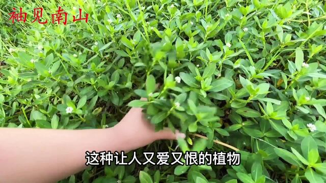 水花生到底是一种什么样的植物?有人欢喜有人忧,了解下吧