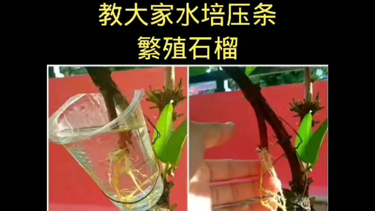 教大家水培压条法繁殖番石榴