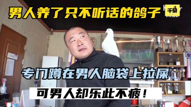 男人养了只奇怪的鸽子,专门在男人脑袋上拉屎,可男人却乐此不疲