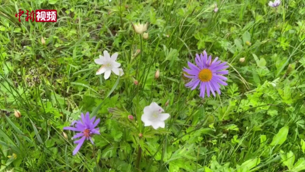 西藏鲁朗高山牧场:野花盛放牛羊漫步,如画风景惹人醉