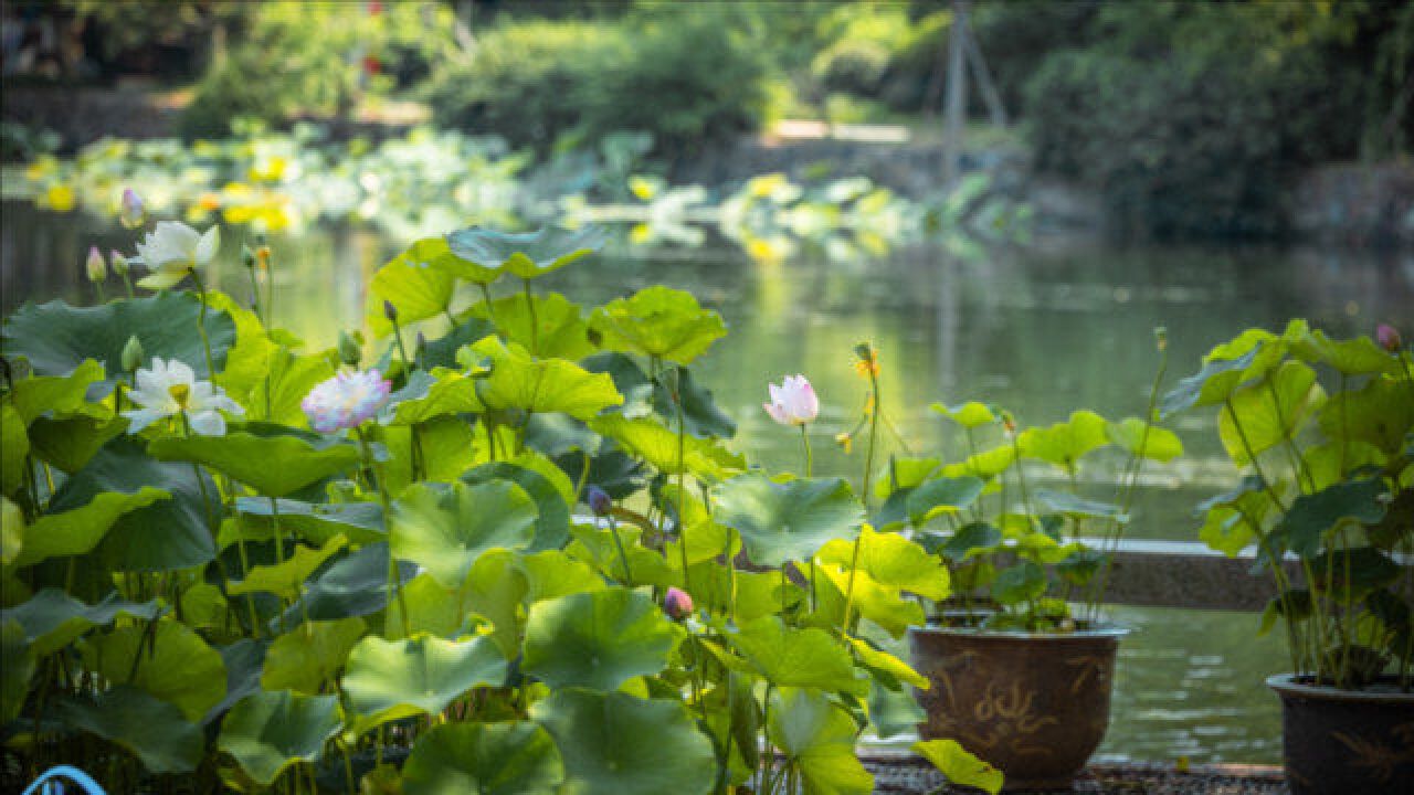 蠡园夏日荷,点点荷花在盛夏里绽放