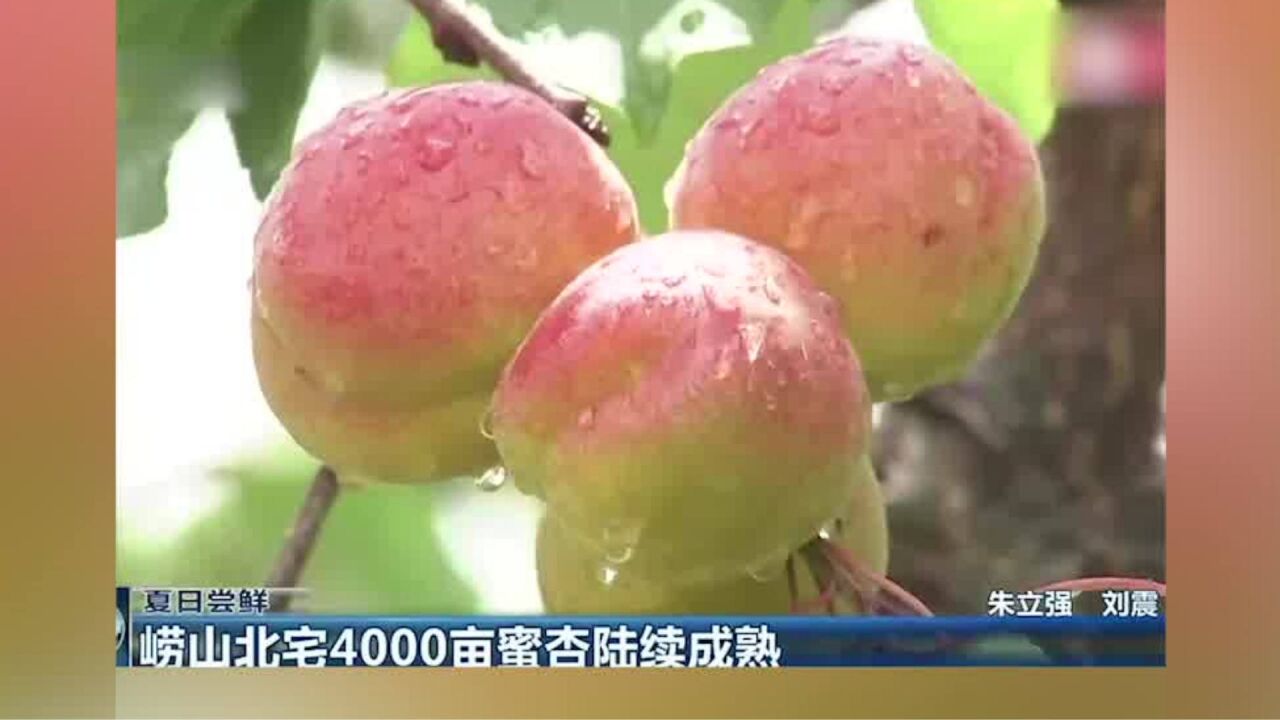 夏日尝鲜!崂山北宅4000亩蜜杏陆续成熟