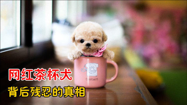 畸形萌宠茶杯犬爆火背后的真相太残忍看完让人心酸