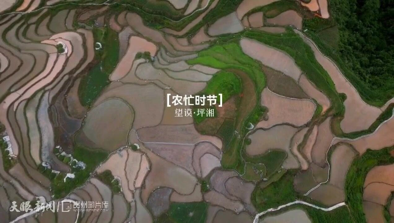 60秒看贵州丨望谟:夏日梯田,多彩精致!