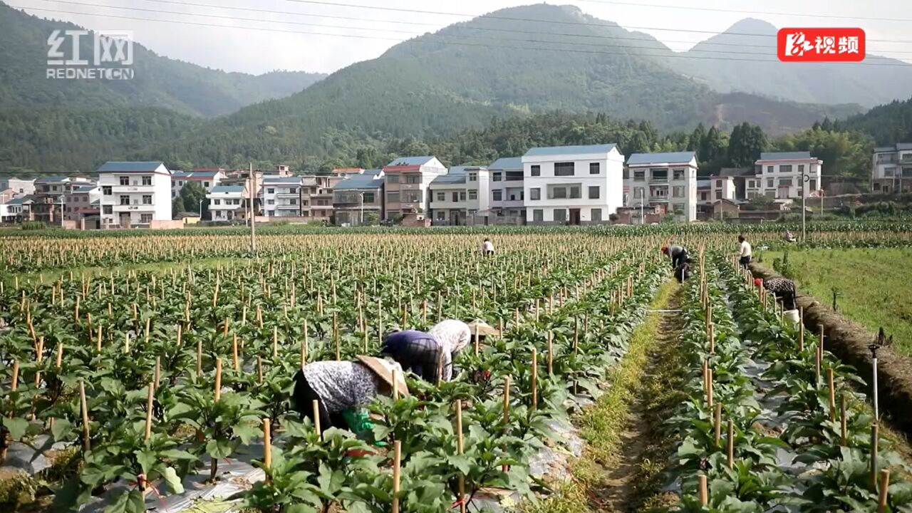 视频丨湖南新田:开展灾后生产自救 减少农业损失