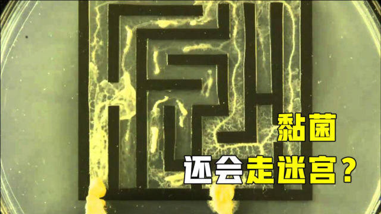 黏菌是什么?没有头脑却拥有惊人智力,走迷宫秒杀高级动物