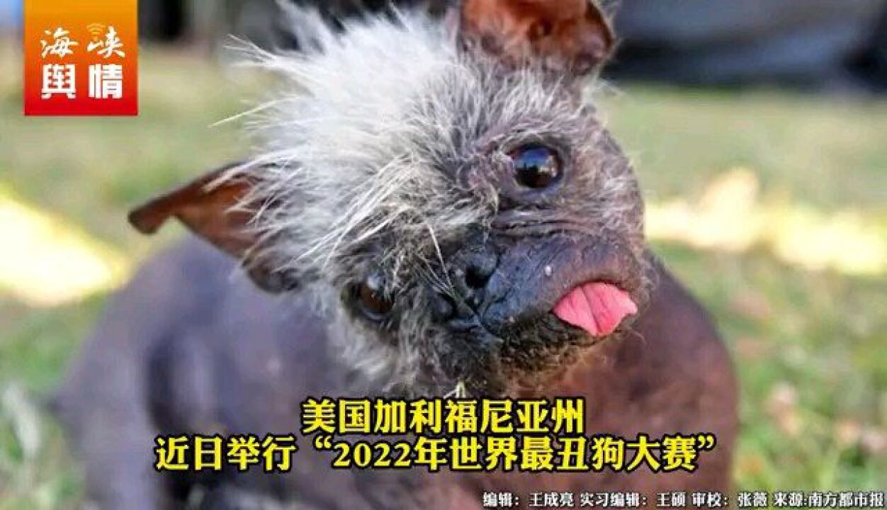 今年“世界最丑狗”诞生:冠毛犬与吉娃娃混血,曾遭虐待