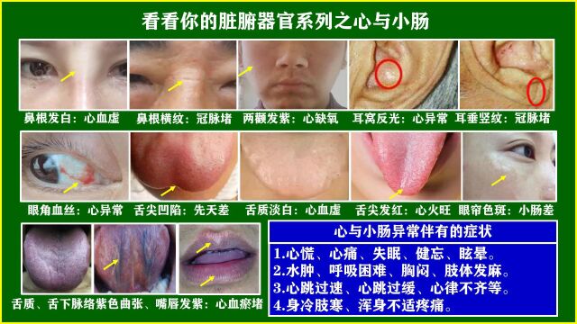 周远广:看看你的脏腑器官系列之与小肠