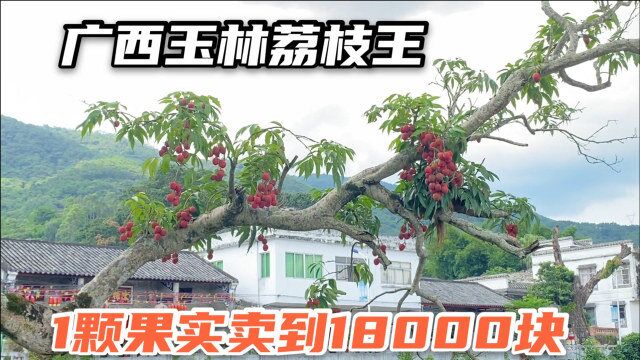 实拍广西玉林千年荔枝王,1颗荔枝卖出18888元,凭啥这么值钱?