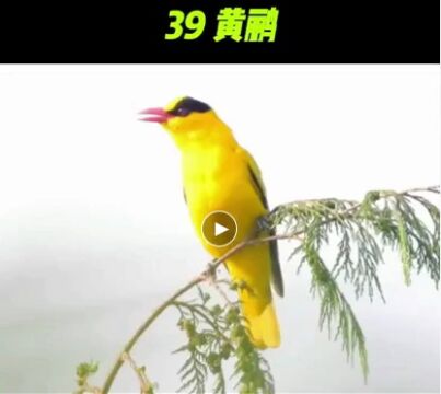 55种鸟叫,真好听,听完心情愉悦!