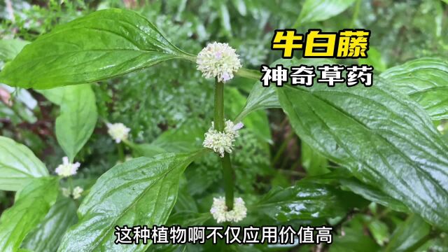 农村常见的牛白藤,又称“脓见消”全草价值高,认识它不吃亏