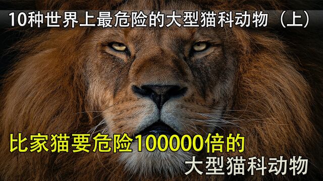 比家猫还要危险1万倍的大型猫科动物,你知道都有谁吗?