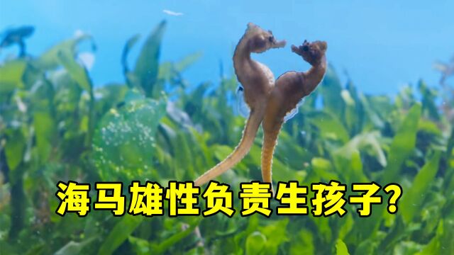 你知道吗?海马是一种由父亲生孩子的奇特动物!