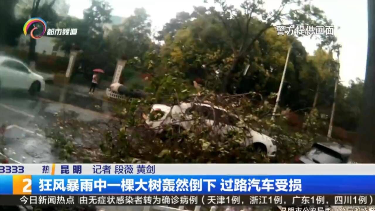 狂风暴雨中一棵大树轰然倒下 过路汽车受损