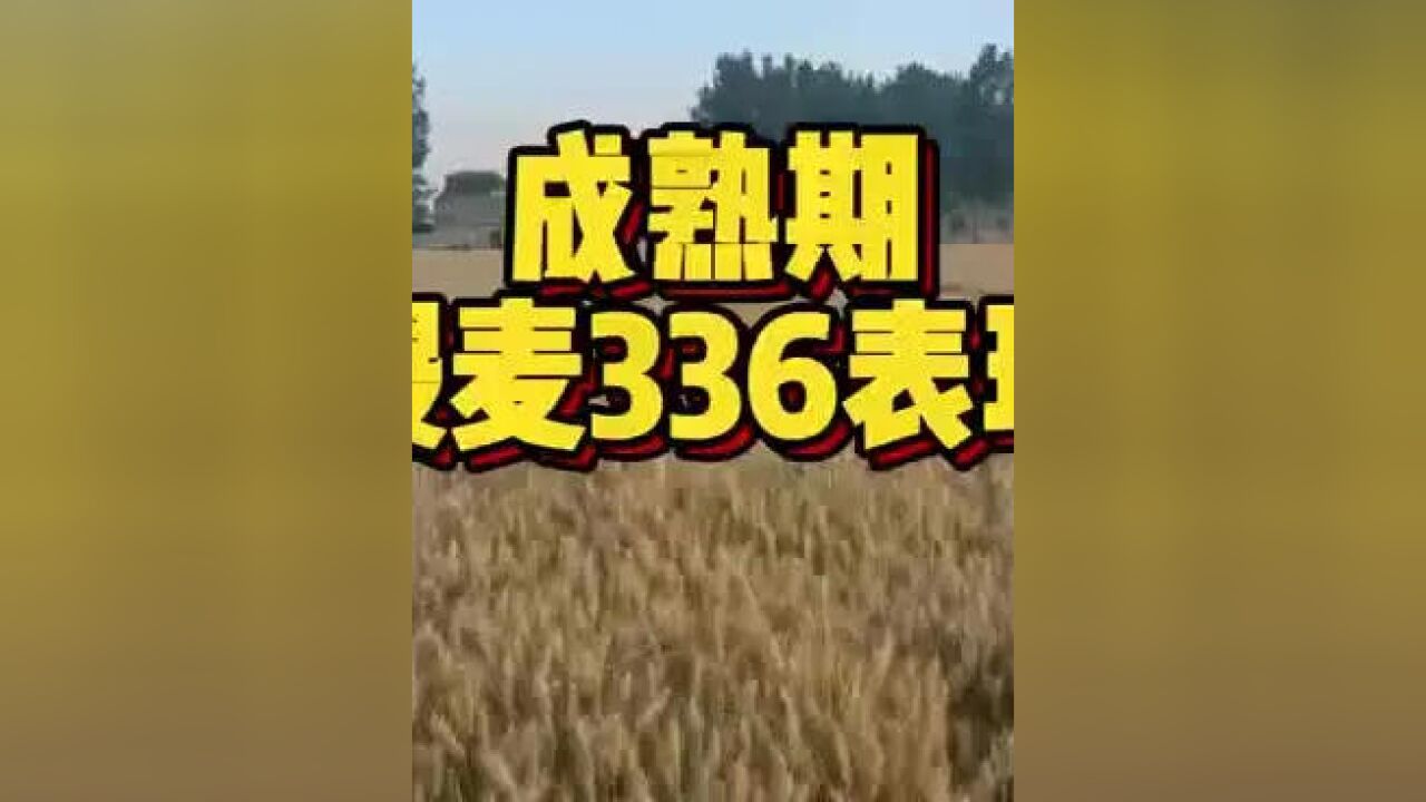 小麦成熟了,看看稷麦336!