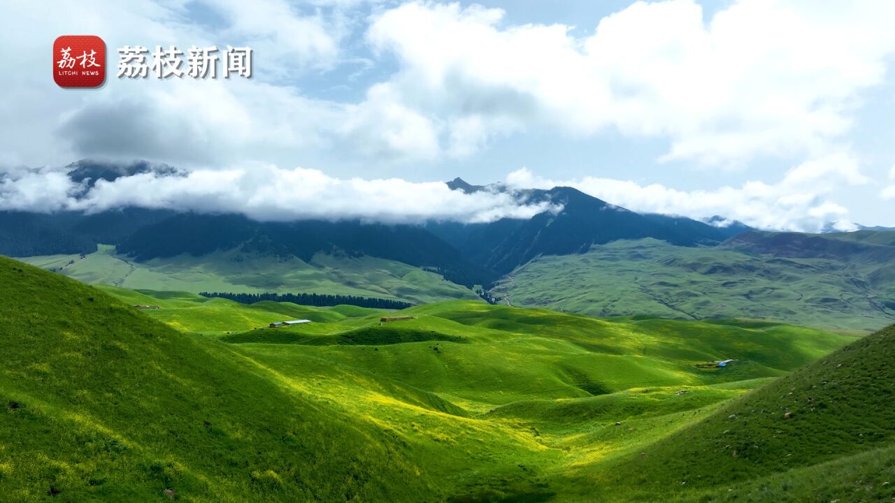 恰玛古花遇上云海!新疆喀英德库什台草原恰玛古花盛开