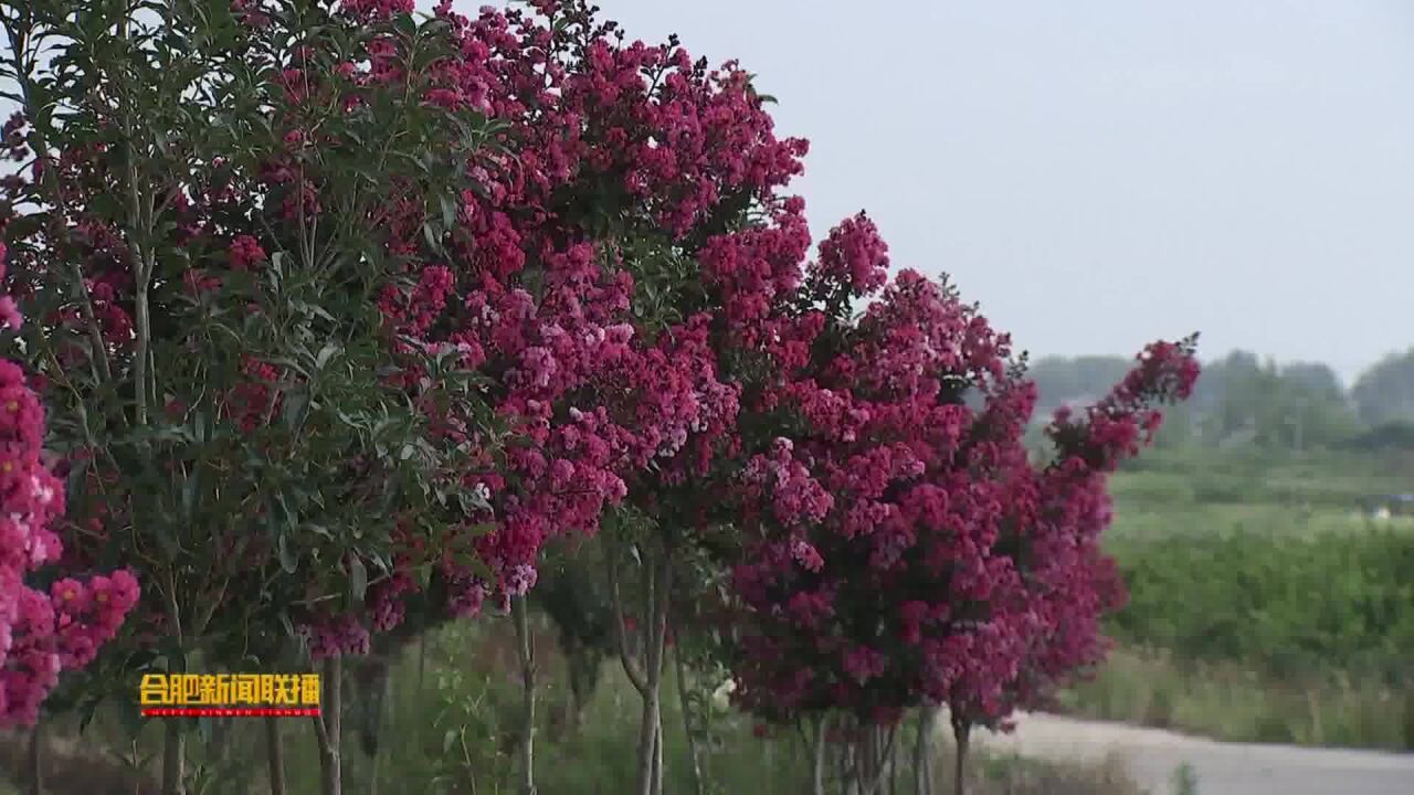 分水岭上果实累累 特色产业筑梦田园