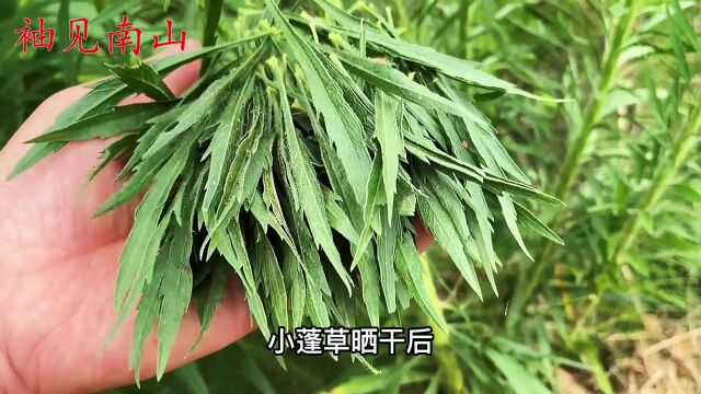 农村路边的小蓬草,很少人知道它,遇见摘些回家