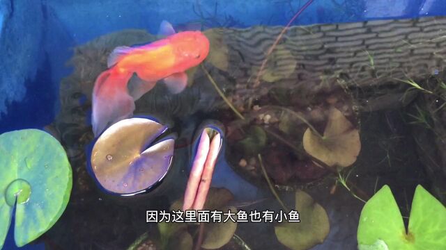 聊一聊这个生态鱼缸的日常维护,生态鱼缸养鱼适合忙碌的养鱼人