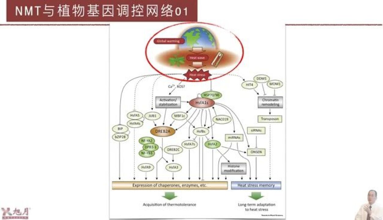 NMT与植物基因调控网络01【许越博主】