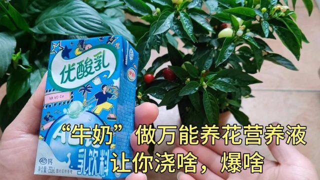 比淘米水好10倍,牛奶,做万能养花营养液,让你浇啥爆啥