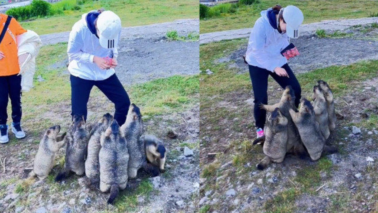 女子旅游偶遇土拨鼠抱大腿卖萌求投喂,网友:野生土拨鼠携带鼠疫