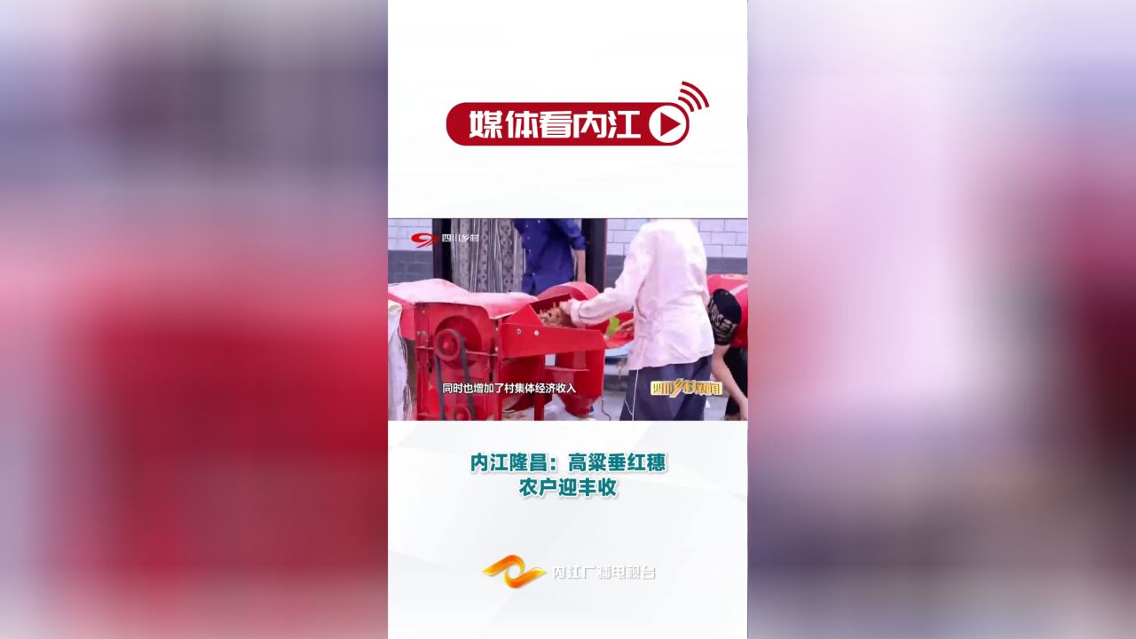 媒体看内江丨内江隆昌:高粱垂红穗 农户迎丰收