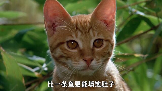 小猫的故事:猫咪用尾巴抓鱼,帮农场照看鸡蛋