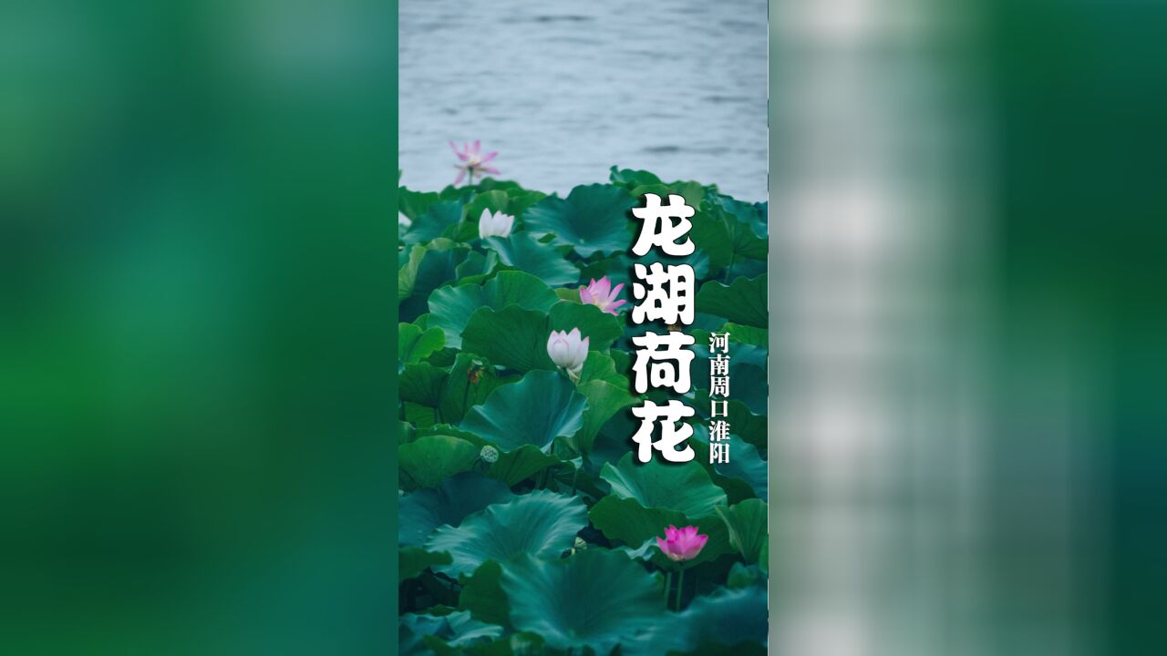 河南淮阳:龙湖泛舟,荷花丛中品味千年沉香