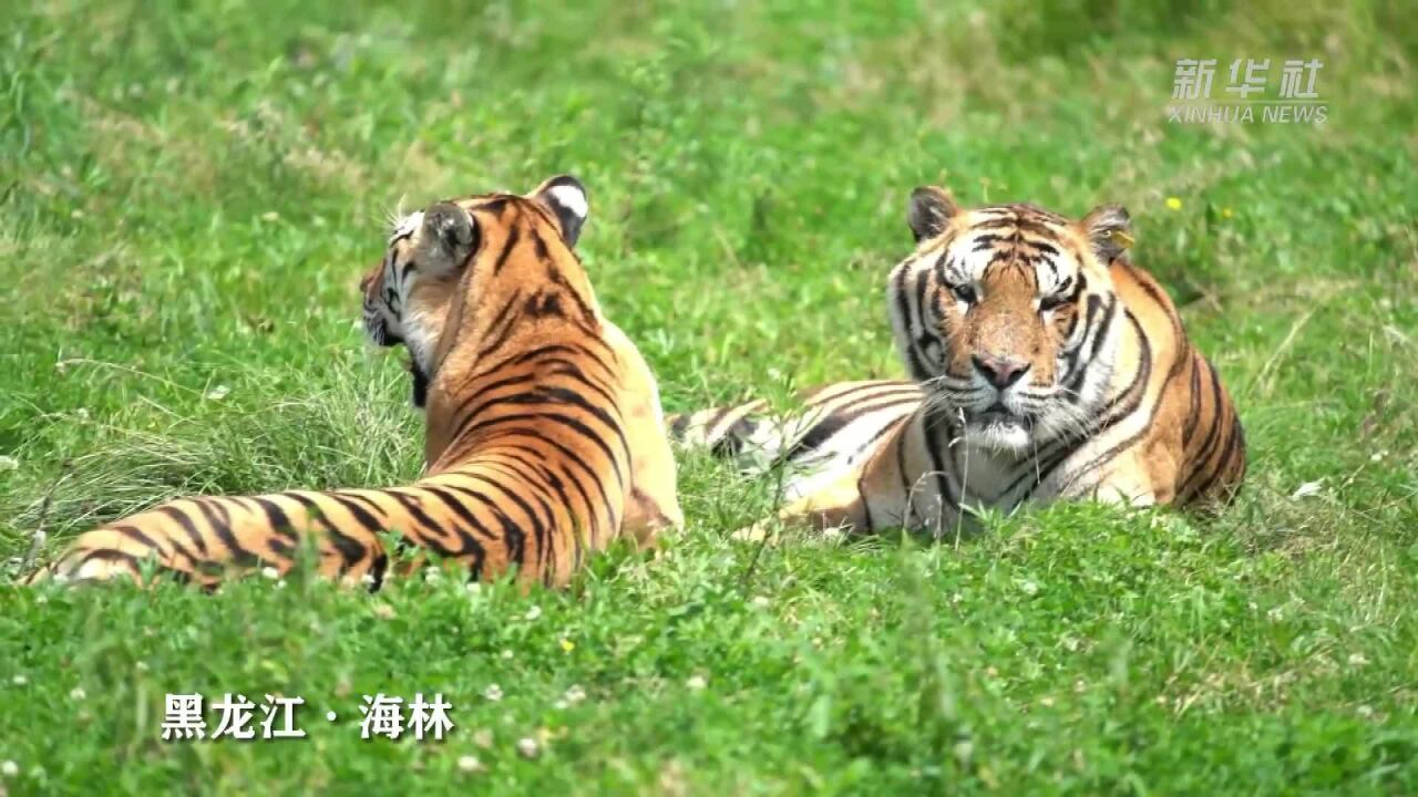 新华全媒+|“全球老虎日”探访东北虎繁育基地