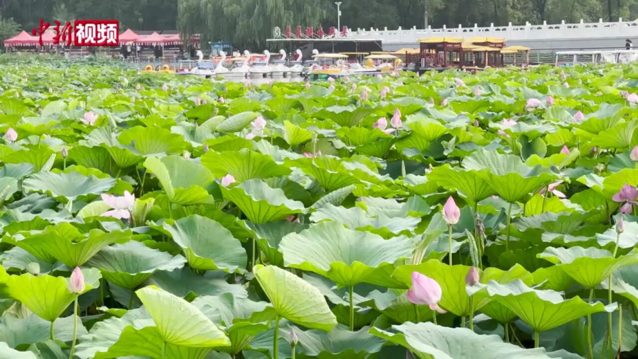 沈阳一公园荷花含苞待放绘出恬静诗意画卷