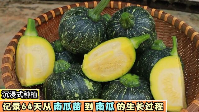 沉浸式种南瓜,记录64天从南瓜苗到南瓜的生长过程,超解压超有趣