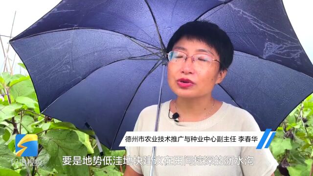 “连阴雨”模式开启 德州农技专家支招保“菜篮子”丰产